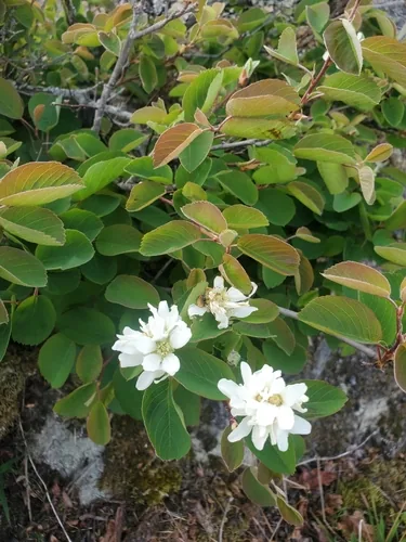 Saskatoon Berry (Amelanchier alnifolia), photograph