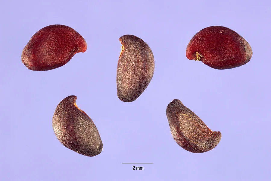Photo: Steve Hurst · Public domain · via Wikimedia Saskatoon Berry (Amelanchier alnifolia), photograph
