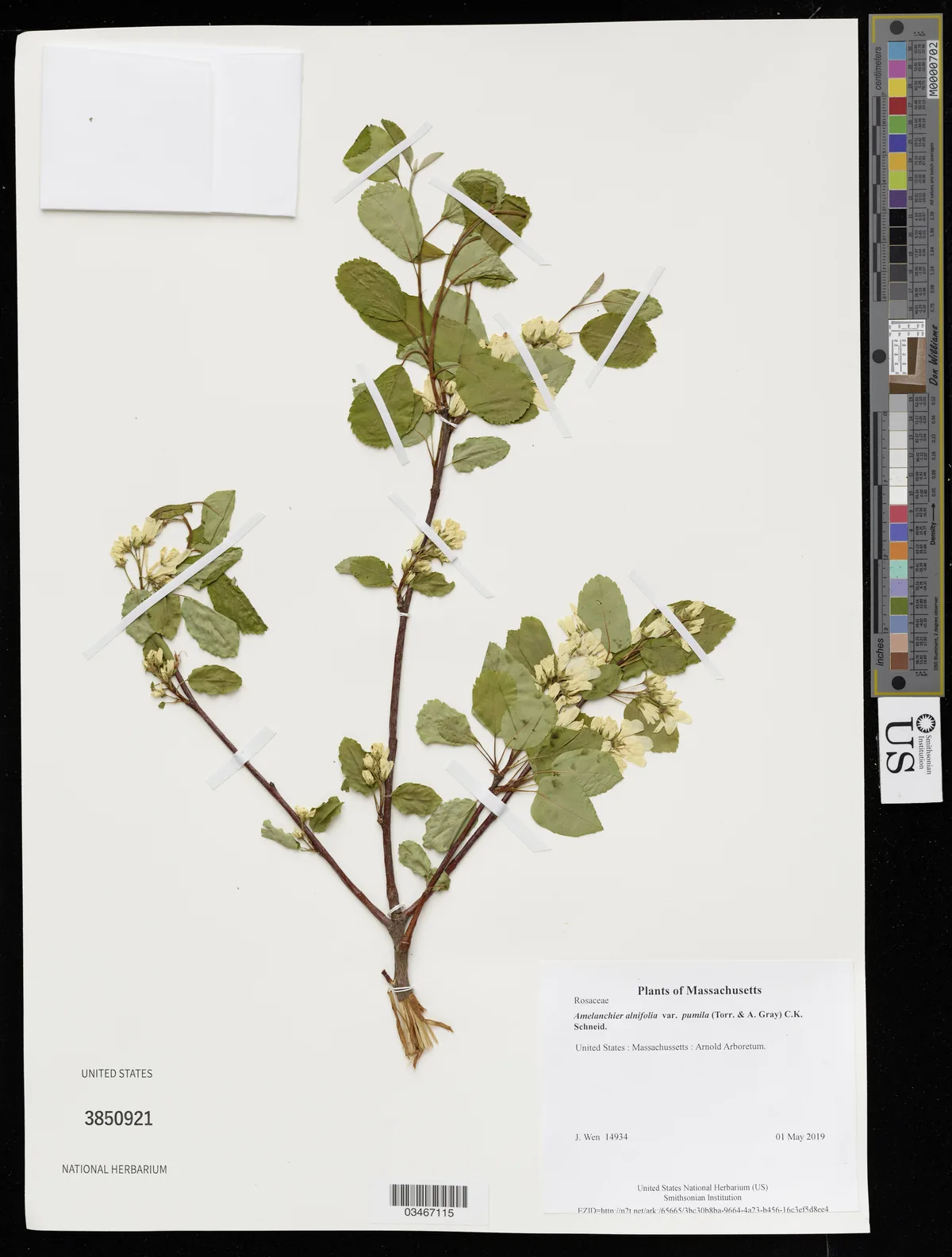 Saskatoon Berry (Amelanchier alnifolia), photograph