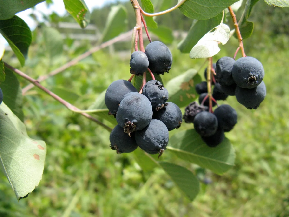 Photo: Nadiatalent, via Wikimedia Commons · CC BY-SA 3.0 · via Wikimedia Commons Saskatoon berry (Amelanchier alnifolia), photograph