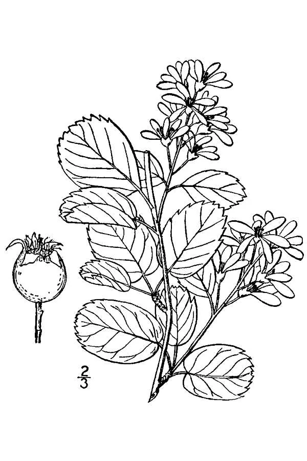 Saskatoon Berry (Amelanchier alnifolia), botanical illustration