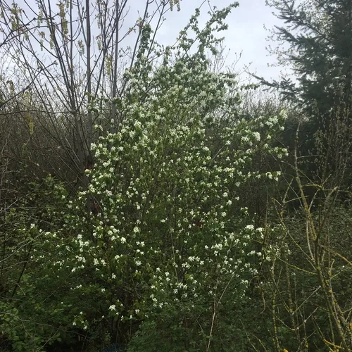 Saskatoon Berry (Amelanchier alnifolia), photograph