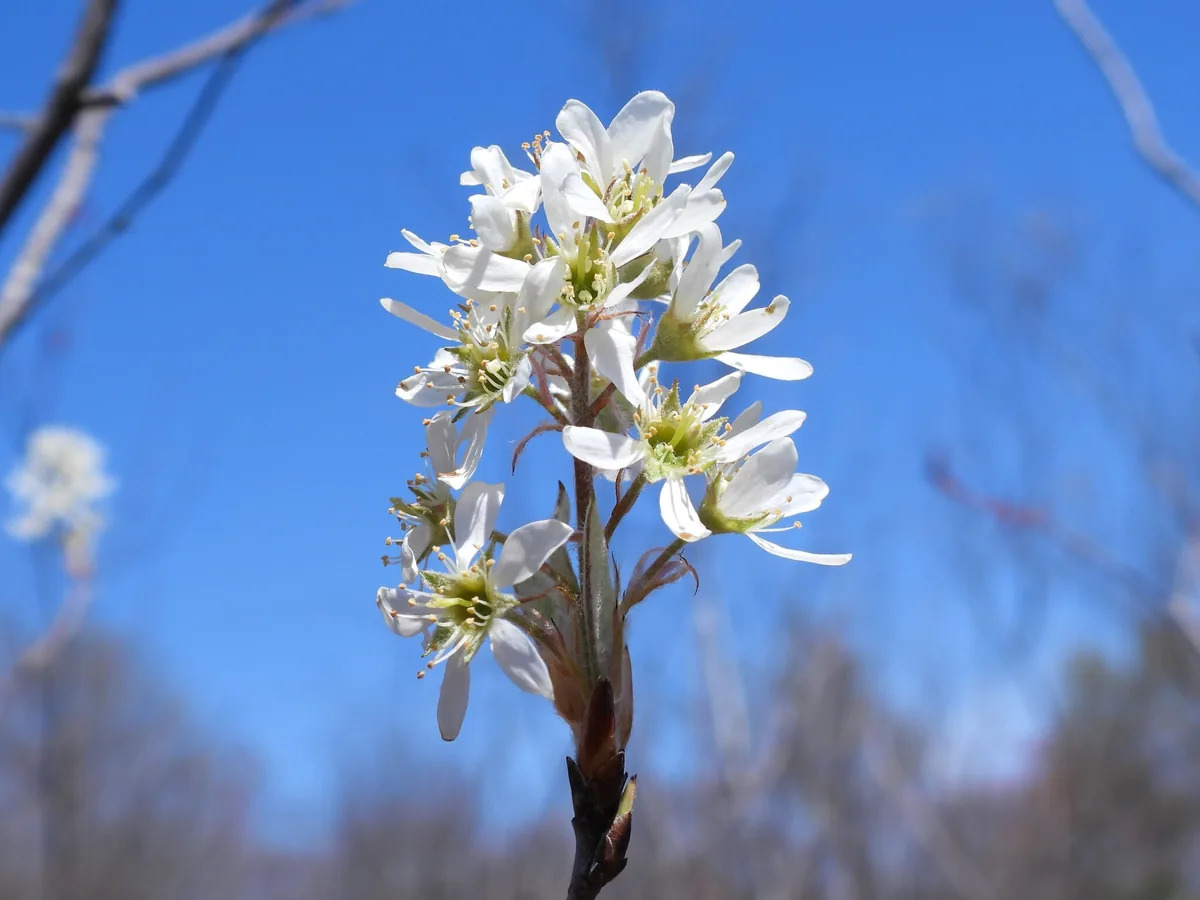 Serviceberry (Amelanchier canadensis), photograph