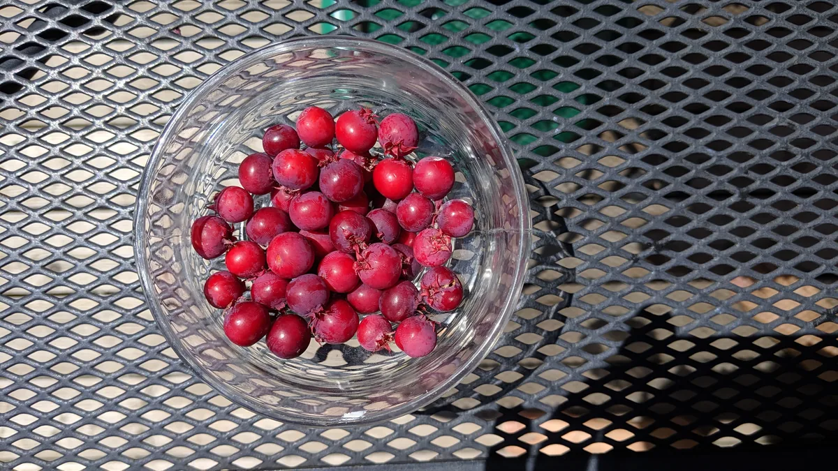 Photo: Maxime Laterreur, , via Wikimedia Commons · CC BY-SA 4.0 · via Wikimedia Commons serviceberry (Amelanchier canadensis), photograph