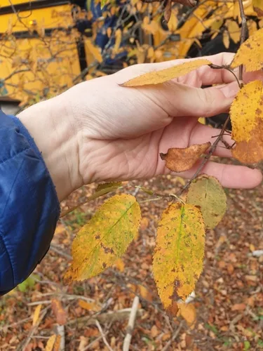 Serviceberry (Amelanchier canadensis), photograph