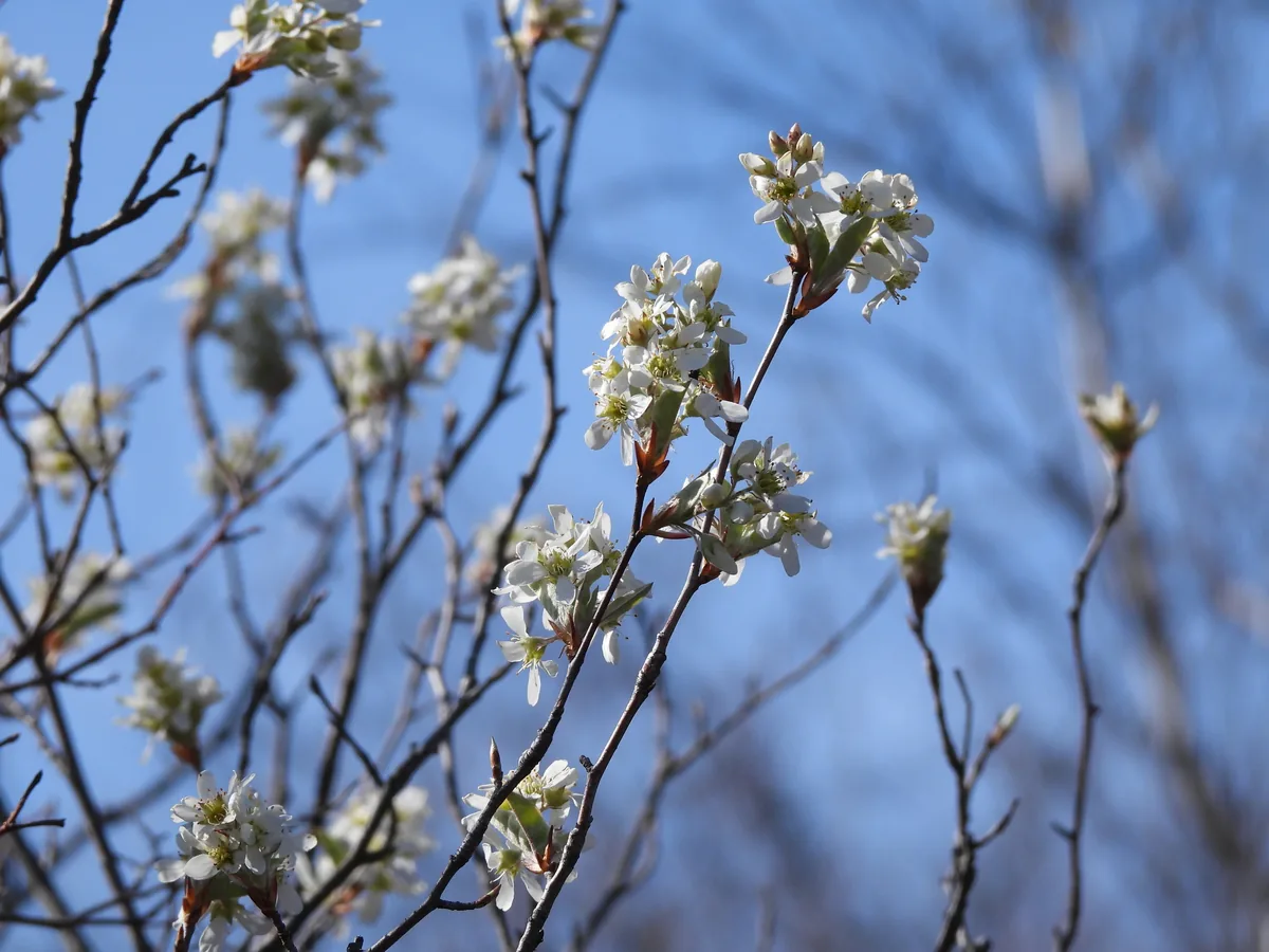 Serviceberry (Amelanchier canadensis), photograph