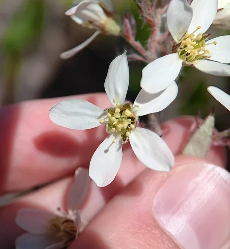 Serviceberry (Amelanchier canadensis), photograph