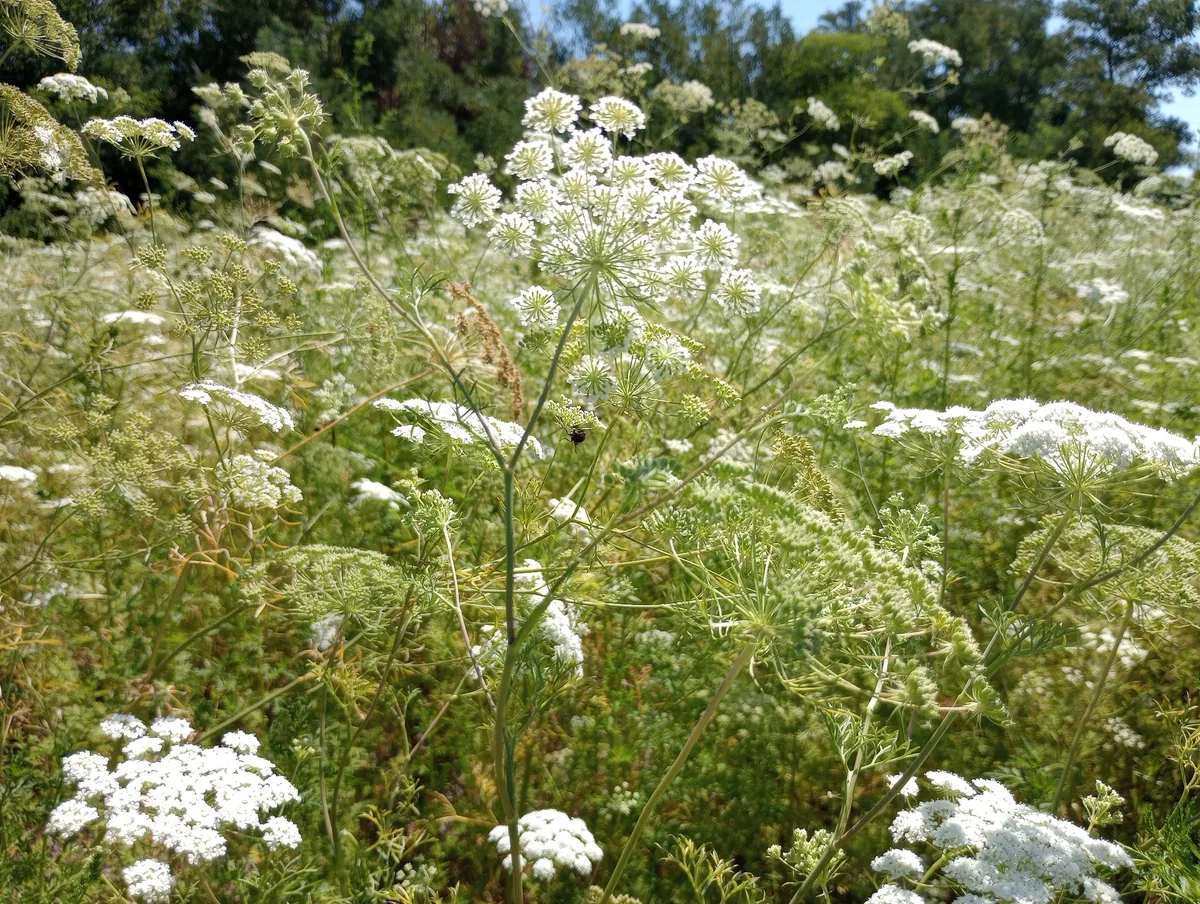 ammi (Ammi majus), photograph