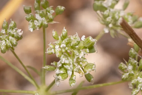 ammi (Ammi majus), photograph