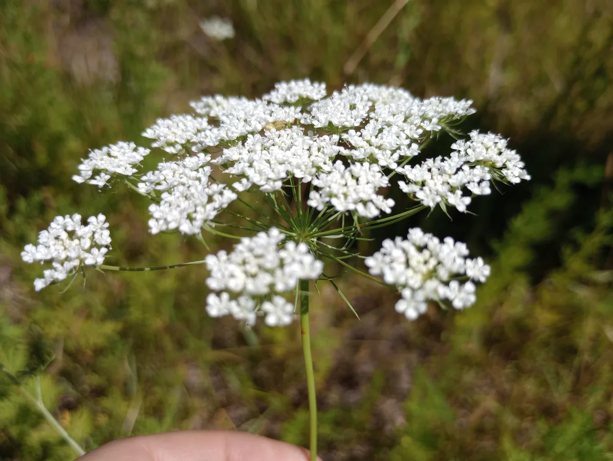 Photo: Lucila Trussi, via iNaturalist · CC BY · via GBIF ammi (Ammi majus), photograph