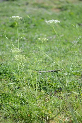 ammi (Ammi majus), photograph