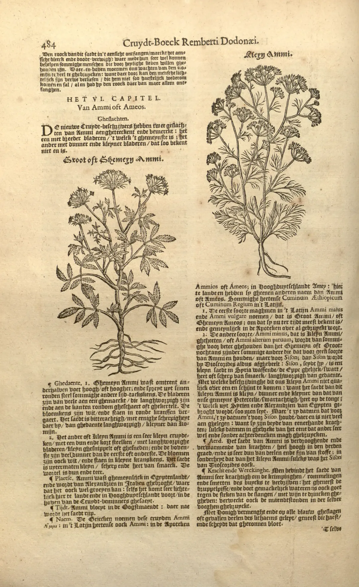 ammi (Ammi majus), botanical illustration