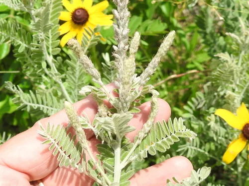 Photo: (c) Sam Kieschnick, some rights reserved (CC BY) · cc-by · via iNaturalist Lead Plant (Amorpha canescens), photograph