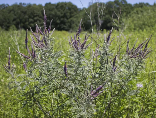 Lead Plant (Amorpha canescens), photograph