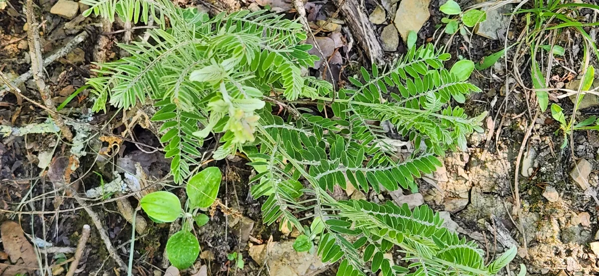 Lead Plant (Amorpha canescens), photograph