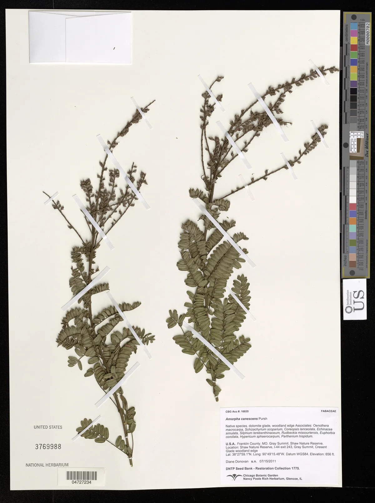Lead Plant (Amorpha canescens), photograph