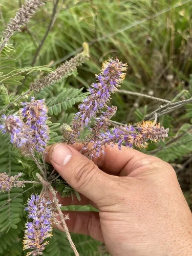 Photo: (c) Chet Burrier, some rights reserved · CC BY · via iNaturalist lead plant (Amorpha canescens), photograph