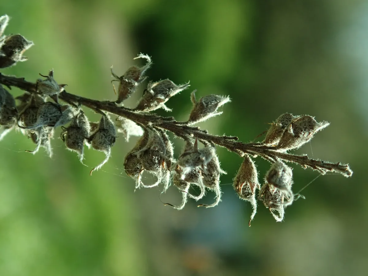 Lead Plant (Amorpha canescens), photograph