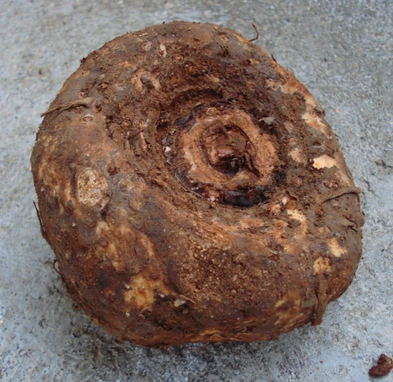 Photo: Aruna at Malayalam Wikipedia · CC BY-SA 3.0 · via Wikimedia Commons elephant foot yam (Amorphophallus paeoniifolius), photograph