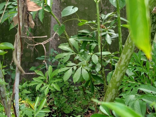 Elephant Foot Yam (Amorphophallus paeoniifolius), photograph