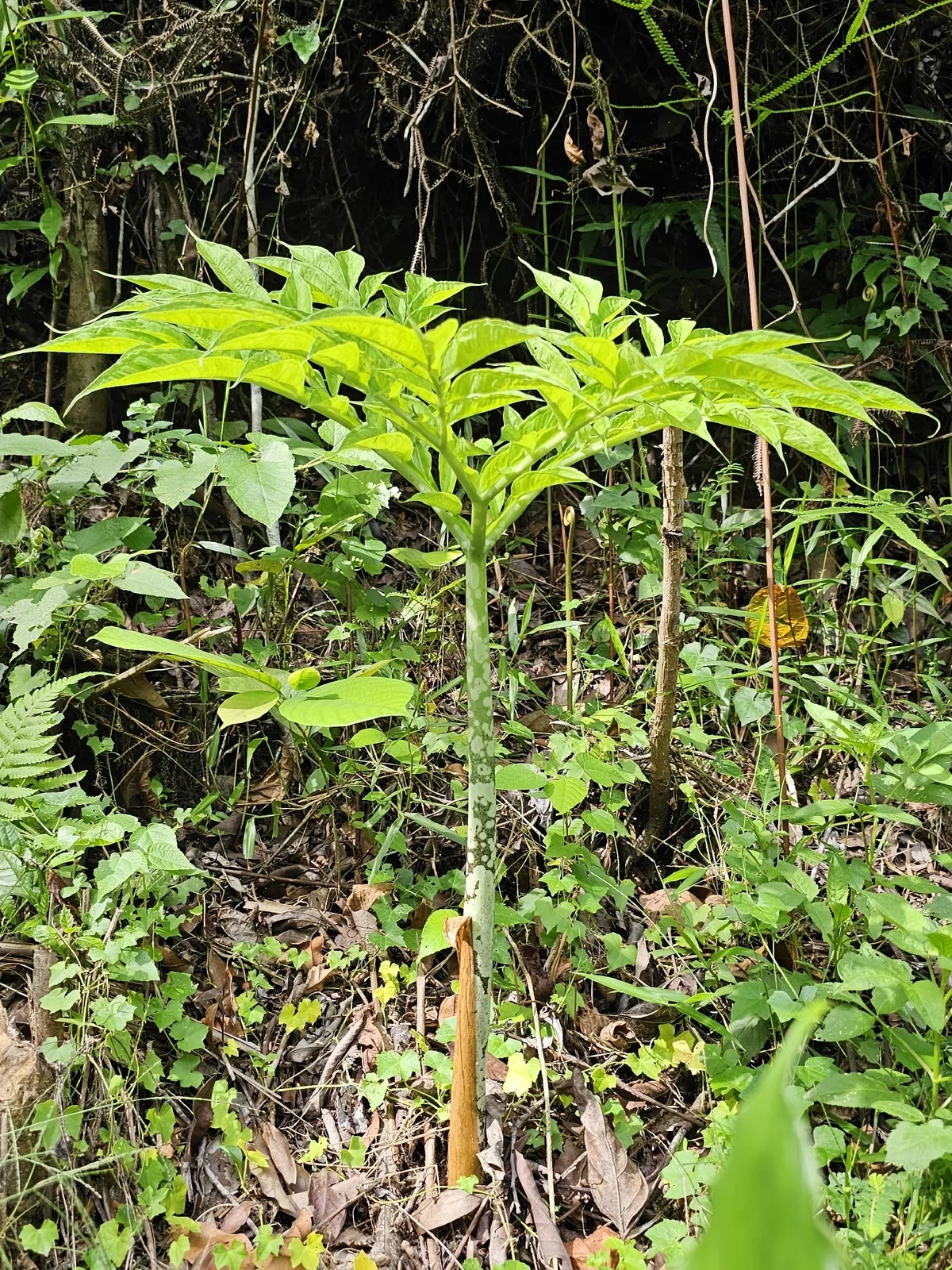 Elephant Foot Yam (Amorphophallus paeoniifolius), photograph