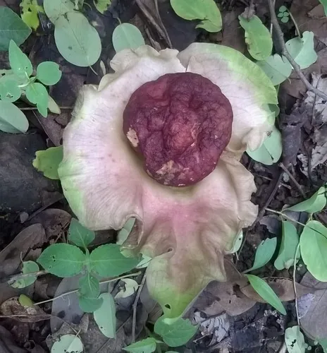 Photo: no rights reserved · cc0 · via iNaturalist Elephant Foot Yam (Amorphophallus paeoniifolius), photograph