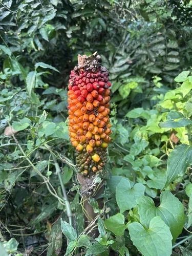 Elephant Foot Yam (Amorphophallus paeoniifolius), photograph