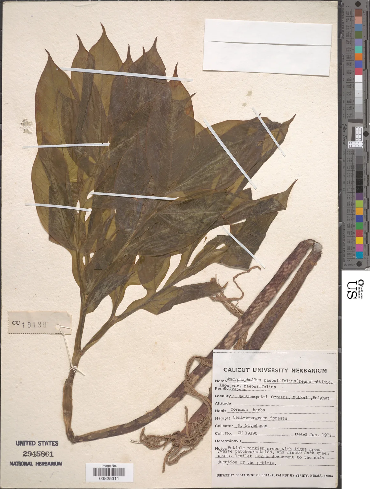 Elephant Foot Yam (Amorphophallus paeoniifolius), photograph