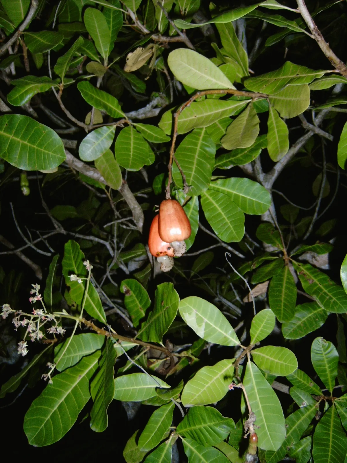cashew (Anacardium occidentale), photograph