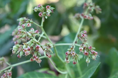 cashew (Anacardium occidentale), photograph
