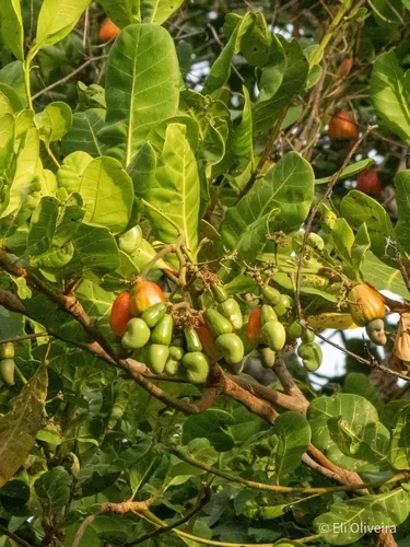 Photo: (c) Eli, some rights reserved · CC BY · via iNaturalist cashew (Anacardium occidentale), photograph