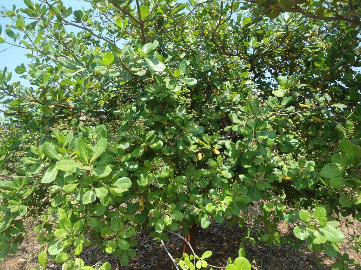 cashew (Anacardium occidentale), photograph