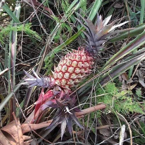 Photo: (c) Daniel Dias, some rights reserved (CC BY-SA) · cc-by-sa · via iNaturalist Pineapple (Ananas comosus), photograph