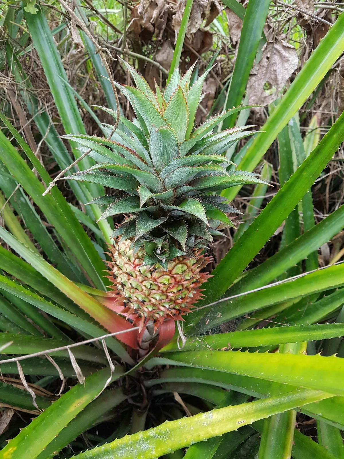 Pineapple (Ananas comosus), photograph