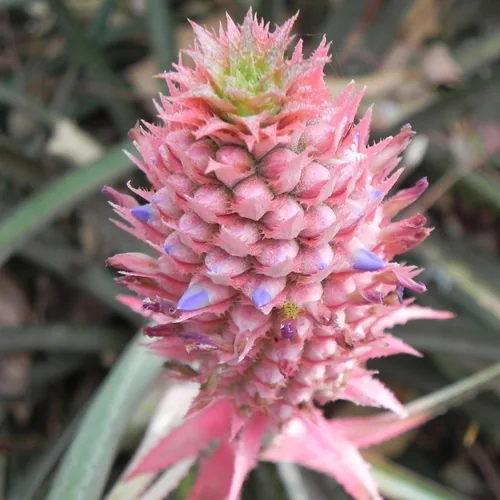 Pineapple (Ananas comosus), photograph