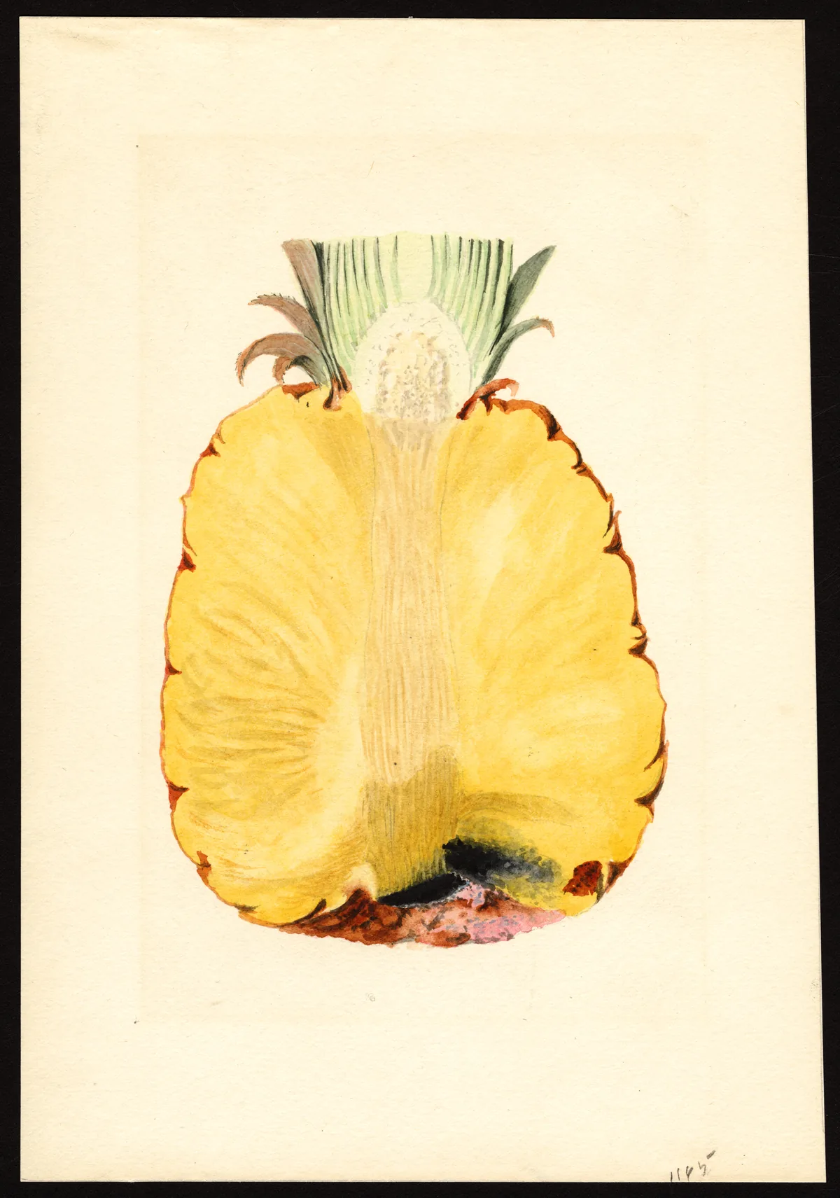 Pineapple (Ananas comosus), botanical illustration