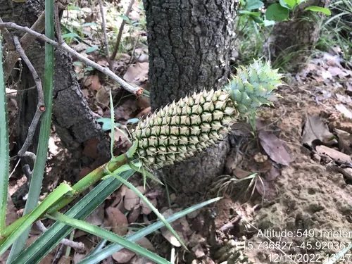 Pineapple (Ananas comosus), photograph