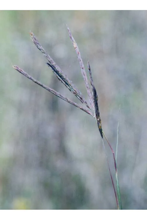 Big Bluestem (Andropogon gerardii), photograph