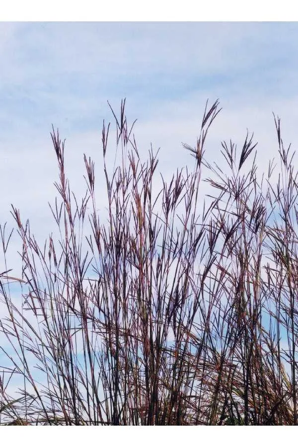 Big Bluestem (Andropogon gerardii), photograph