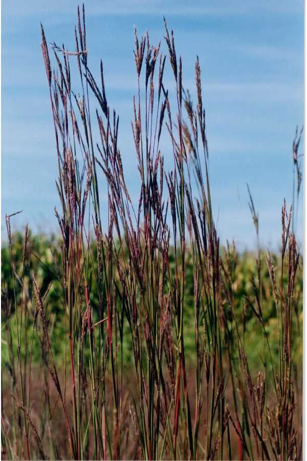 Photo: Jennifer Anderson · Public Domain (USDA-NRCS PLANTS Database) · via USDA big bluestem (Andropogon gerardii), photograph
