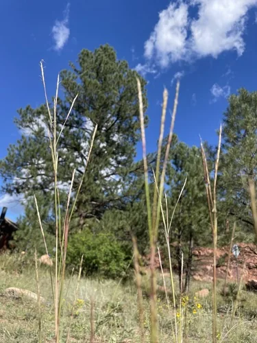 Big Bluestem (Andropogon gerardii), photograph