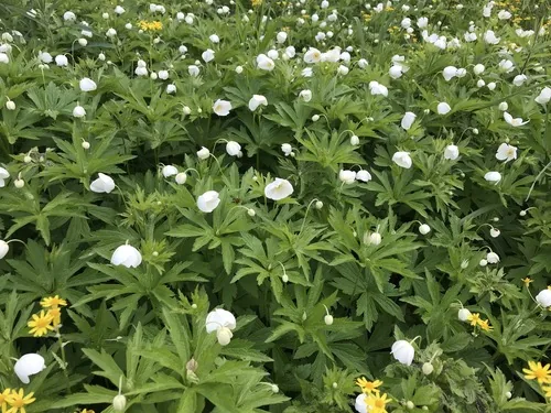 Photo: no rights reserved · cc0 · via iNaturalist Canada Anemone (Anemone canadensis), photograph