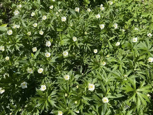 Photo: (c) Tom Scavo, some rights reserved · CC BY · via iNaturalist Canada anemone, photograph