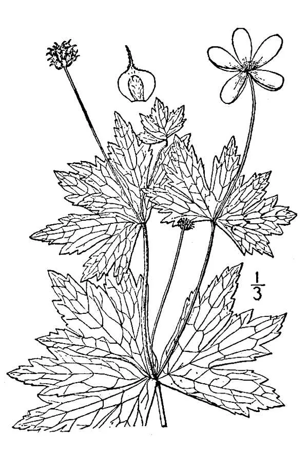 Canada Anemone (Anemone canadensis), botanical illustration