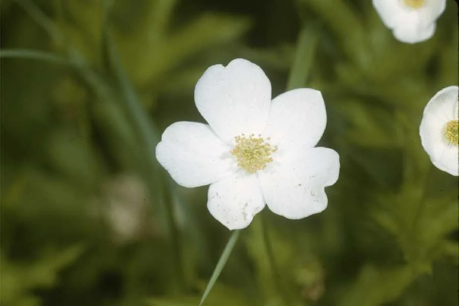 Canada Anemone (Anemone canadensis), photograph