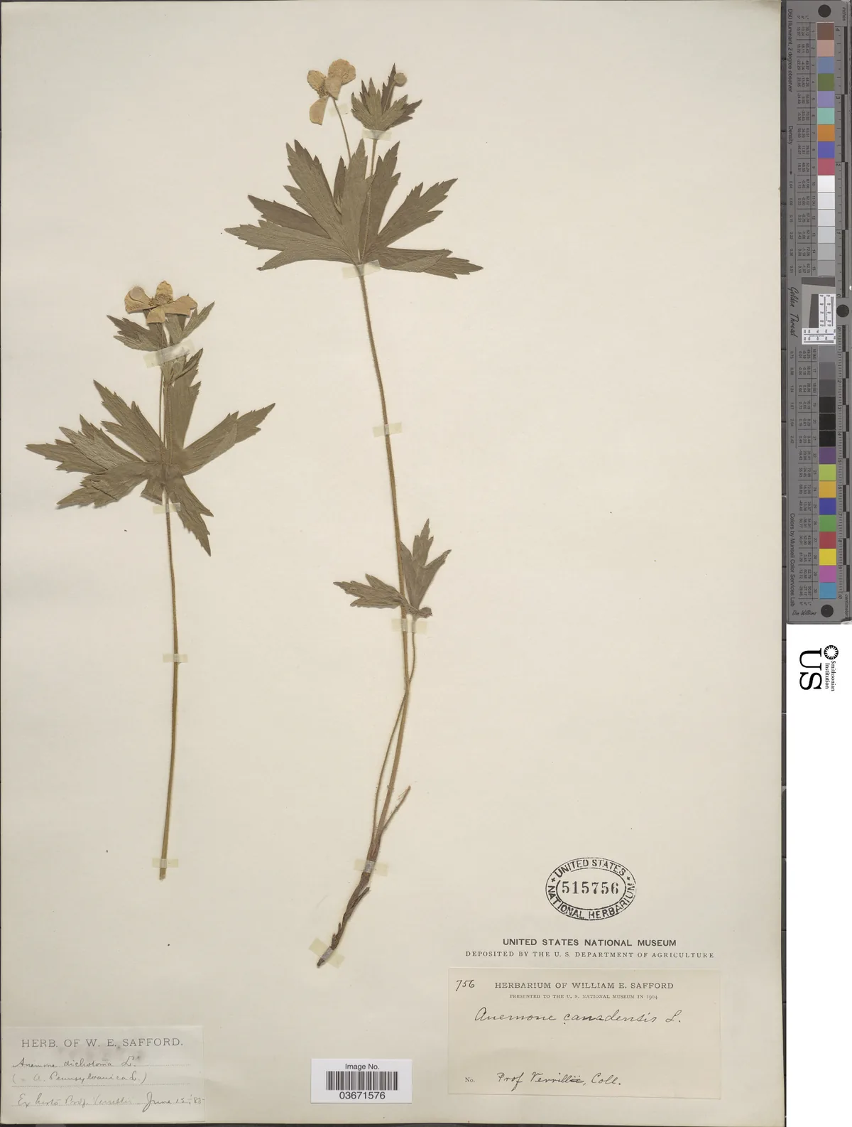 Canada Anemone (Anemone canadensis), photograph