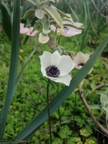 anemone (Anemone coronaria), photograph