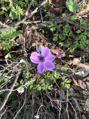 anemone (Anemone coronaria), photograph