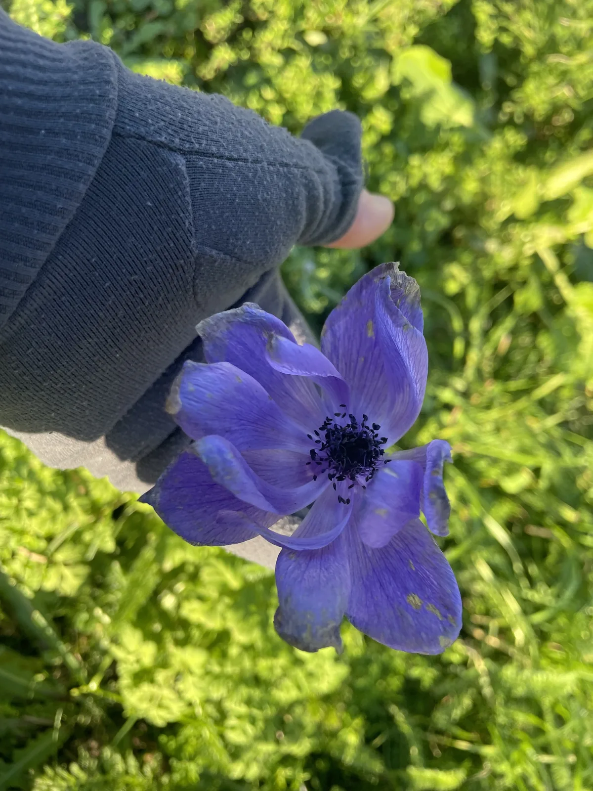anemone (Anemone coronaria), photograph
