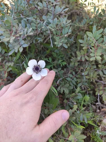 anemone (Anemone coronaria), photograph